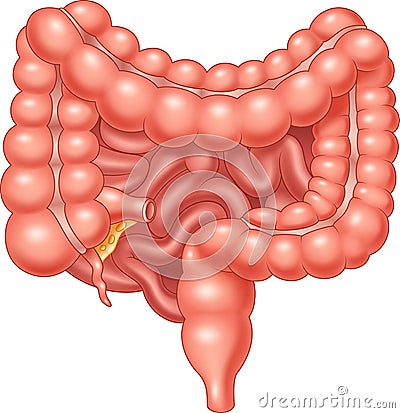 Cartoon Illustration of Large and Small Intestine Vector Illustration