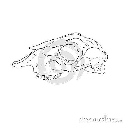 Cartoon Illustration Logo of an Animal Skull Like a Ram or Deer Stock Photo