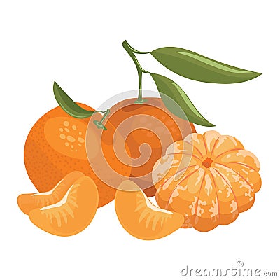 Cartoon illustration of a mandarin. Vector illustration of oranges on a white background. Illustration for children. Vector Illustration