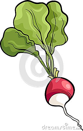Radish vegetable cartoon illustration Vector Illustration