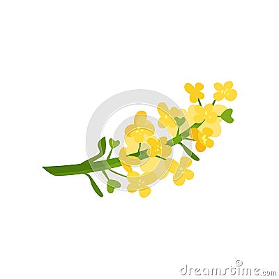 Cartoon illustration of small yellow flowers on green stalk. Wild blooming herb. Floral or botanical theme. Flat vector Vector Illustration
