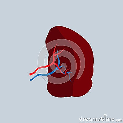 Cartoon Illustration of a Spleen. Human Internal Organs. medical Vector Illustration Stock Photo