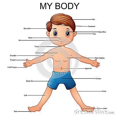 Cartoon illustration of vocabulary part of body Vector Illustration