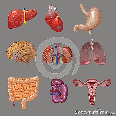 Cartoon Internal Human Organs Collection Vector Illustration