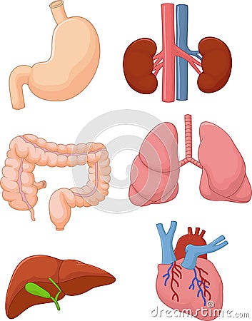 Cartoon Internal organ set Vector Illustration