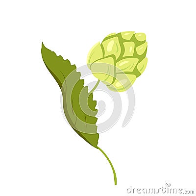 Cartoon isolated Humulus lupulus herb, green branch with fresh hop cones and leaf, organic natural malt ingredient for Vector Illustration