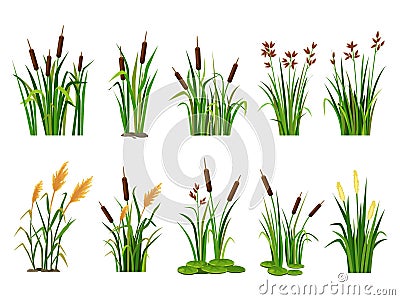 Cartoon lake aquatic plants. Swamp cattails, marsh reed and blooming bulrush vector illustration set Vector Illustration