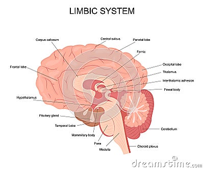 Cartoon Limbic System Infographics Concept Card Poster. Vector Vector Illustration