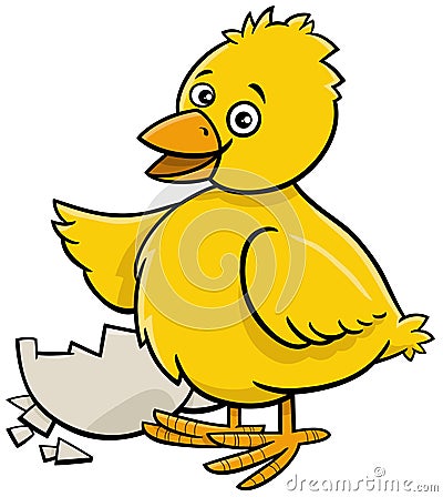 cartoon little yellow chick hatched from egg Vector Illustration