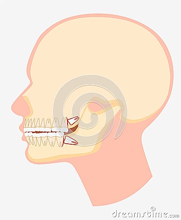 Cartoon model of human dental jaw side view vector flat illustration Vector Illustration