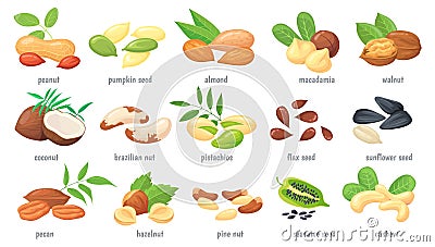 Cartoon nuts and grains. Nut with shell, nutrient seed almond chestnut walnut cashew, grain peanut, seeds or kernel Vector Illustration