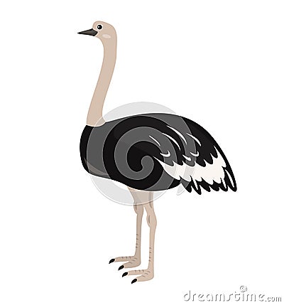 Cartoon ostrich icon on white background. Vector Illustration