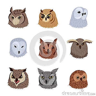 Cartoon owl birds heads. Wild forest owls faces, adorable feathered owls avatars flat vector illustration collection on white Vector Illustration