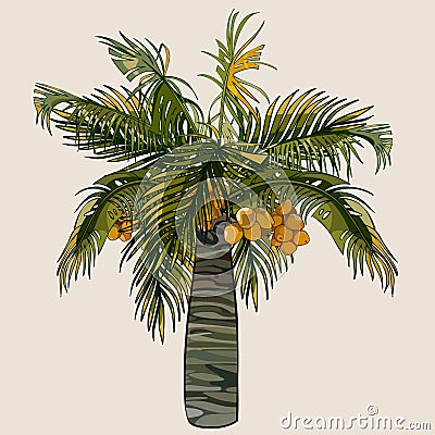 Cartoon palm tree with coconuts Vector Illustration