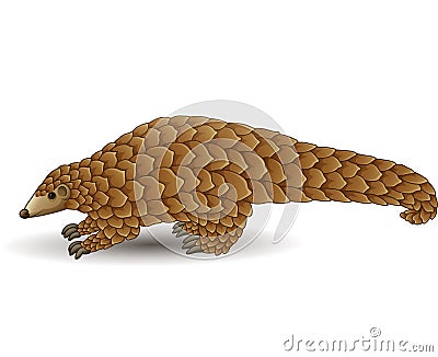 Cartoon pangolin isolated on white background Vector Illustration