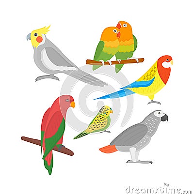 Cartoon parrots birds Cartoon Illustration