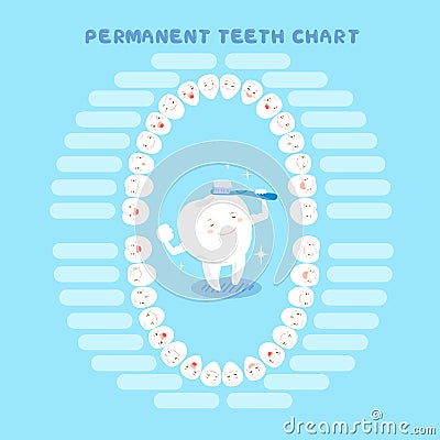 Cartoon permanent eruption chart Vector Illustration