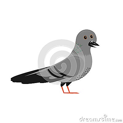 cartoon pigeon, urban dove, flat vector ilustration isolated on white background Vector Illustration