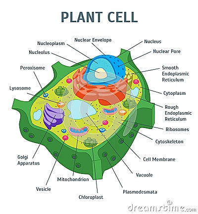 Cartoon Plant Cell Anatomy Banner Card Poster. Vector Vector Illustration