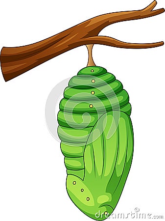 Cartoon pupa of the butterfly Vector Illustration