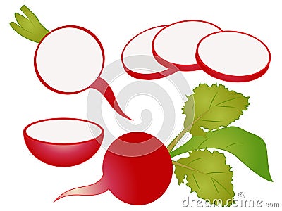 Cartoon Radish Clipart Vector Illustration