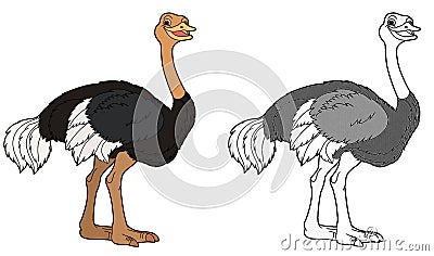 Cartoon scene with ostrich bird on white background - illustration Cartoon Illustration