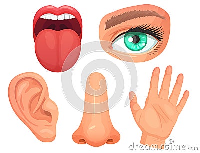 Cartoon sensory organs. Senses organs, eyes vision, nose smell, tongue taste buds, skin touch and hearing ears vector Vector Illustration