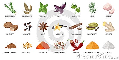 Cartoon spices. Food and dishes seasoning. Dry condiment. Chilli pepper and anise. Ginger root. Cardamom or curry powder Vector Illustration