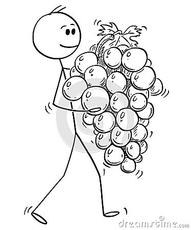 Cartoon of Man Carrying Big Ripe Bunch or Grapes Fruit Vector Illustration