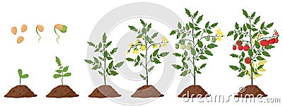 Cartoon tomato plant, tomatoes bush growth stages. Tomatoes sprout and blossom plant growing phase flat vector illustration set. Vector Illustration