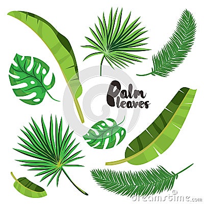 Cartoon tropical palm leaves set. Vector illustrated on white background. Flat vector hand drawn palm tree elements. Vector Illustration