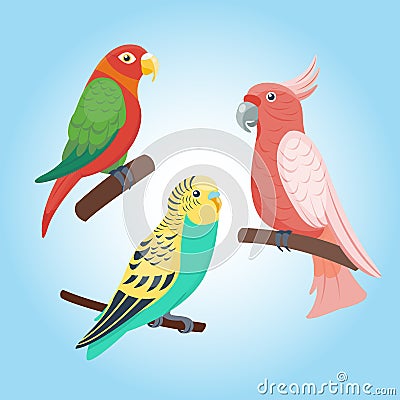 Cartoon tropical parrot wild animal bird vector illustration wildlife feather zoo color nature vivid. Vector Illustration