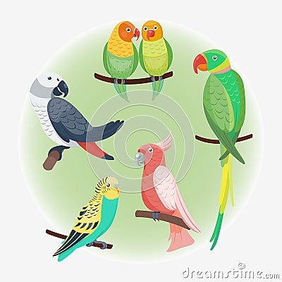 Cartoon tropical parrot wild animal bird vector illustration wildlife feather zoo color nature vivid. Vector Illustration