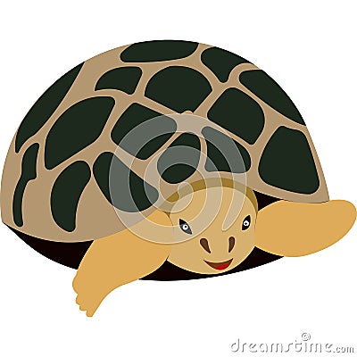 Cartoon turtle. Turtle with a shell. Wild animal. Vector Illustration