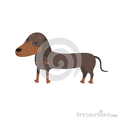 Cartoon Vector Illustration of Cute Purebred Dachshund Dog. Vector Illustration