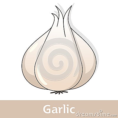 Cartoon Vegetable - White Garlic Vector Illustration