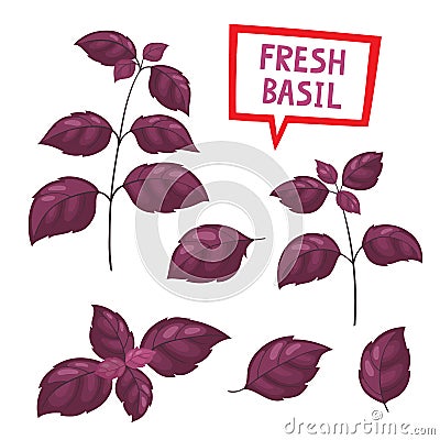 Cartoon violet basil plants isolated on white. Vector Illustration