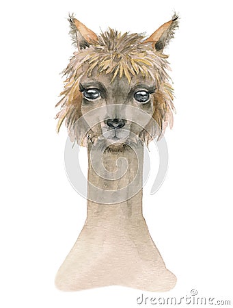 Cartoon watercolor lama portrait. Cartoon Illustration