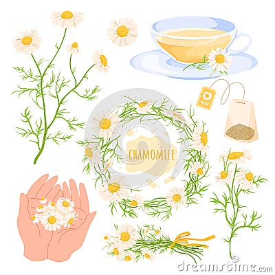 Cartoon wild camomile flowers with white petals and green leaf on stem, hands holding spring and summer blossom, herbal Vector Illustration
