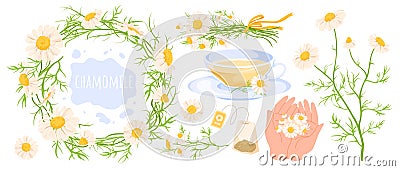 Cartoon wild camomile flowers with white petals and green leaf on stem, herbal tea in cup, daisy floral wreath Vector Illustration