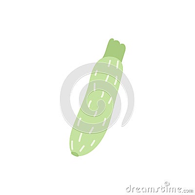 Cartoon zucchini isolated. Green zucchini illustration vector. Green-fruited vegetable with a silvery pattern isolated Vector Illustration