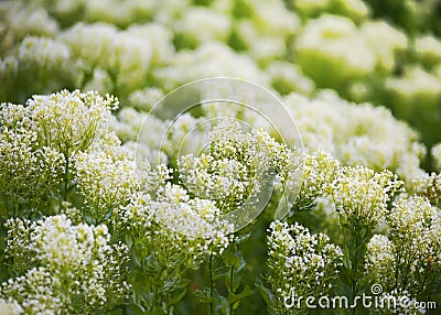 Carum carvi in nature, groving medicine plant. Stock Photo