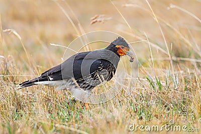 Carunculated Caracara - Phalcoboenus carunculatus Stock Photo