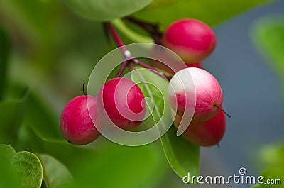 Carunda, Karonda fruite herb Stock Photo