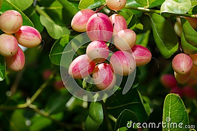 Carunda or Karonda ,Tropical Fruits Stock Photo