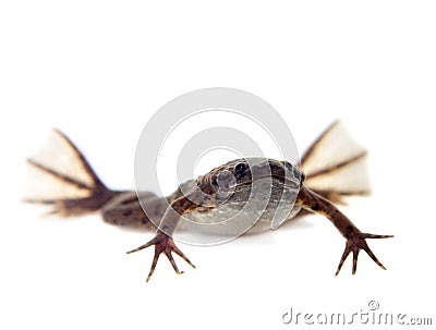 Carvalho`s Surinam toad on white Stock Photo