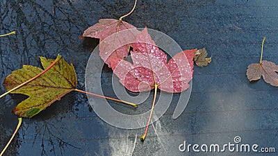 Carved colored fallen autumn leaf on a car glass playing with paints of a reflected tree in a beam of light. Stock Photo