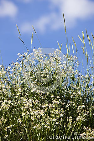 Caryophyllaceae / Gypsophila sp. White flowers. Plateau Assy Stock Photo