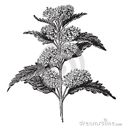 Caryopteris Incana vintage illustration Vector Illustration