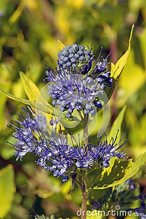 Caryopteris x clandonensis Worcester Gold Stock Photo